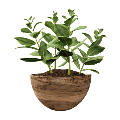 Plant Data API Plant Data API